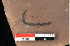 Foto (Detailansicht) von Zostena ungeri Ettingshausen (NHMW-GEO-2024-0188-0445)